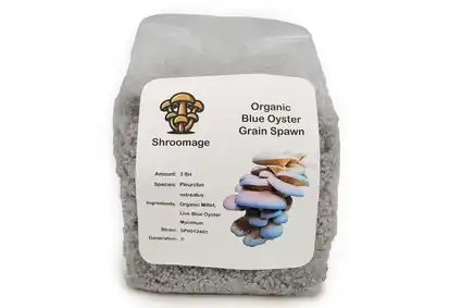 Bag of Organic Blue Oyster Grain Spawn