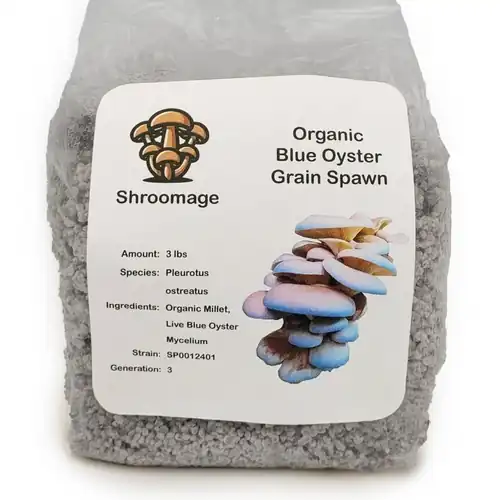Bag of Organic Blue Oyster Grain Spawn