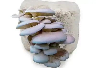 Blue Oyster Mushrooms Fruiting from Grain Spawn