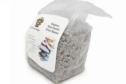 Organic Blue Oyster Grain Spawn Ready for Log Inoculation