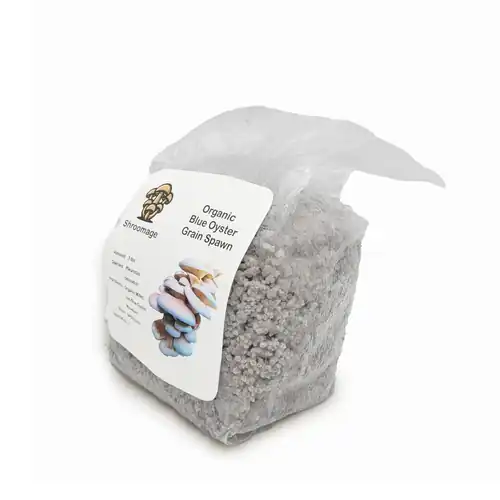 Organic Blue Oyster Grain Spawn Ready for Log Inoculation