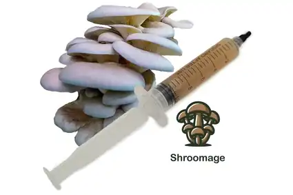 Blue Oyster Liquid Culture Syringe with Needle