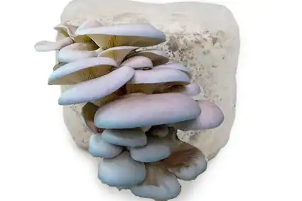 Blue Oyster Mushroom Liquid Culture for Home Growers