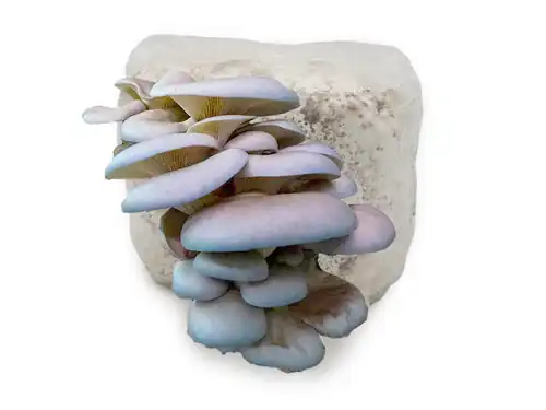 Blue Oyster Mushroom Liquid Culture for Home Growers