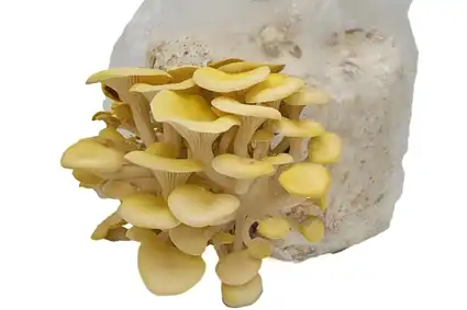 Golden Oyster Mushroom Spawn for Growing Gourmet Mushrooms at Home
