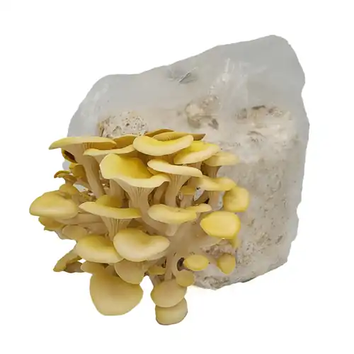 Golden Oyster Mushroom Spawn for Growing Gourmet Mushrooms at Home