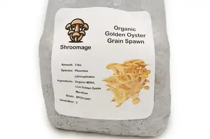 Golden Oyster Mushroom Grain Spawn (Millet)