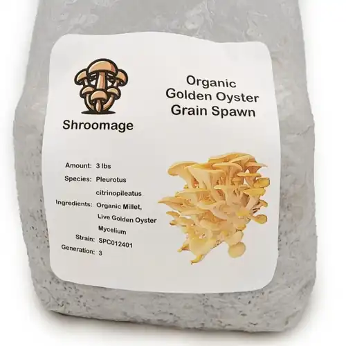Golden Oyster Mushroom Grain Spawn (Millet)
