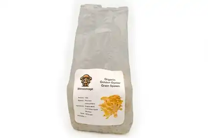 Organic Golden Oyster Grain Spawn - Fully Colonized