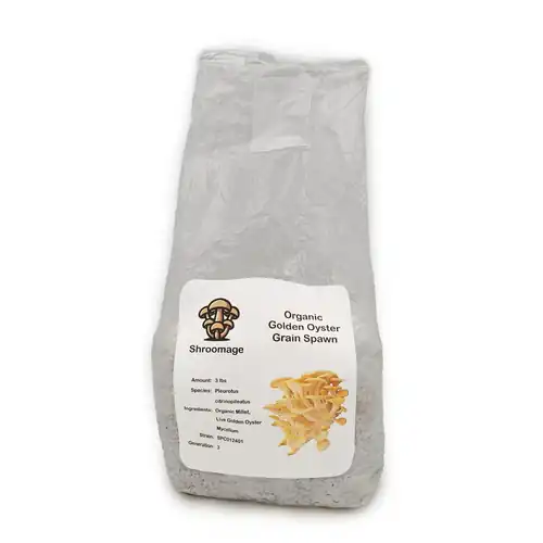 Organic Golden Oyster Grain Spawn - Fully Colonized