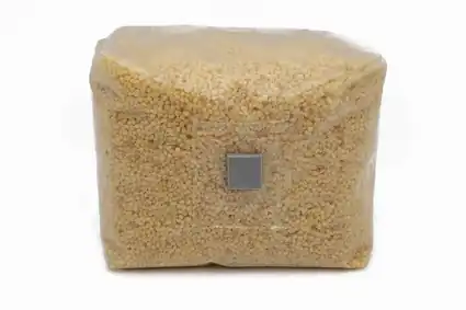 Mushroom Grain Head On